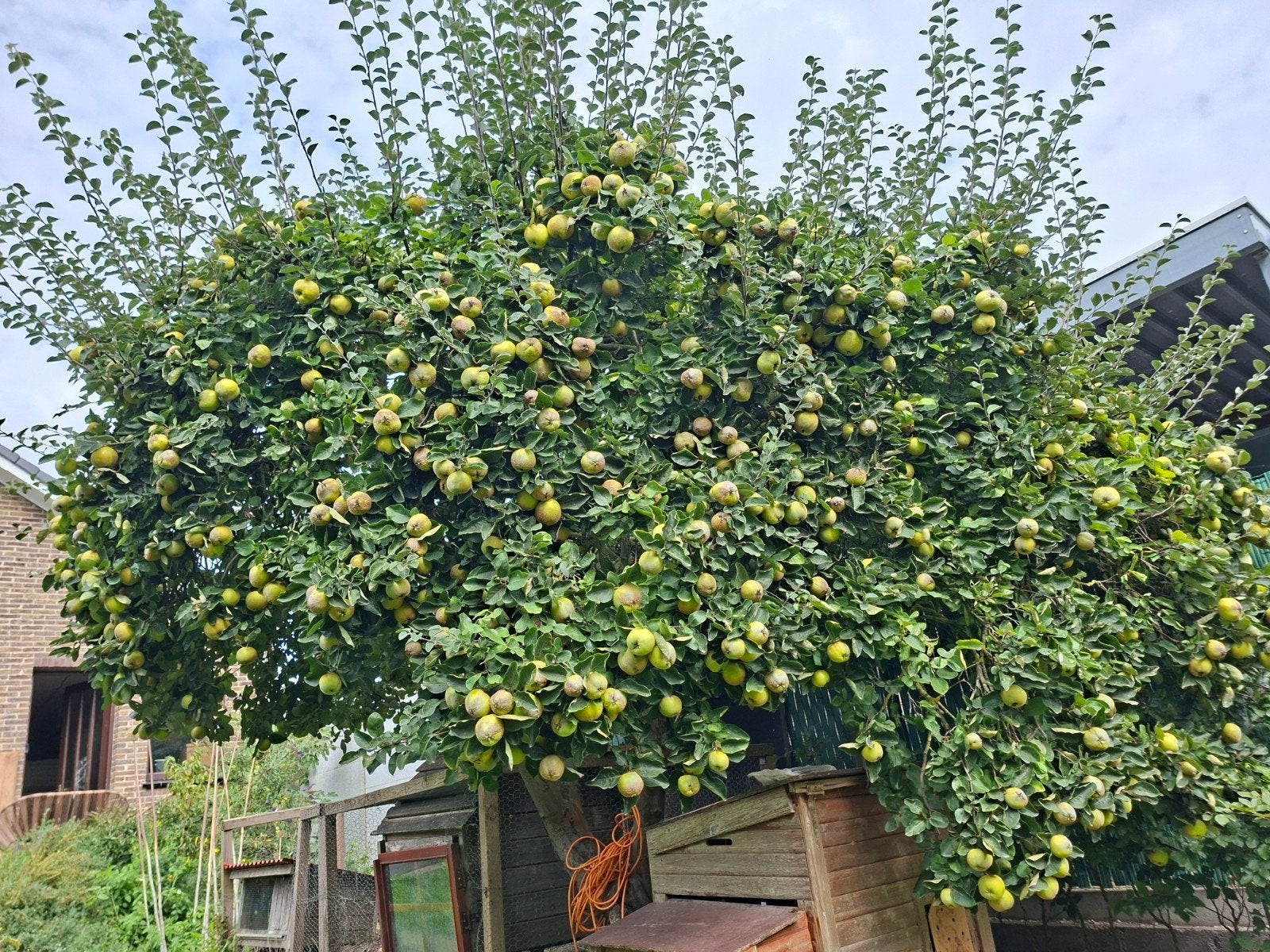 kweepeer, Jardin & Terrasse, Enlèvement