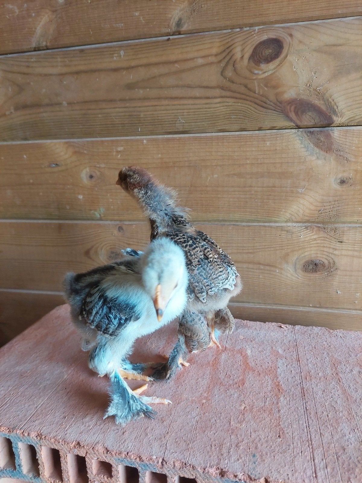 Brahma kippen 8€ Per stuk, Dieren en Toebehoren, Pluimvee