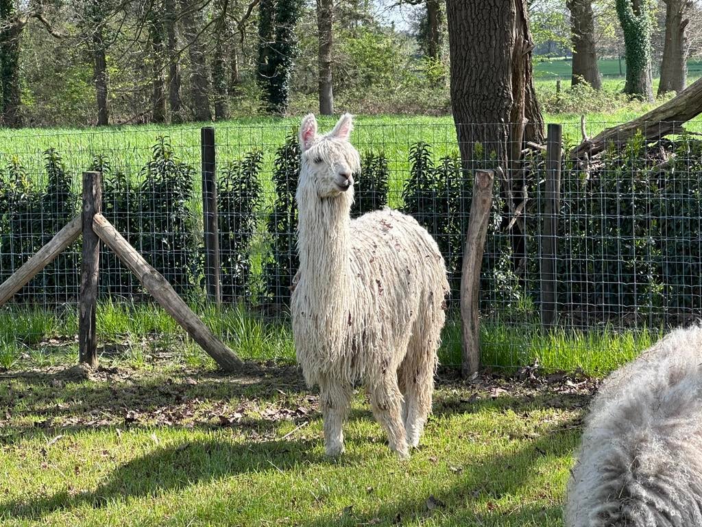 Suri Alpaca merrie, Dieren en Toebehoren, September, Vrouwelijk