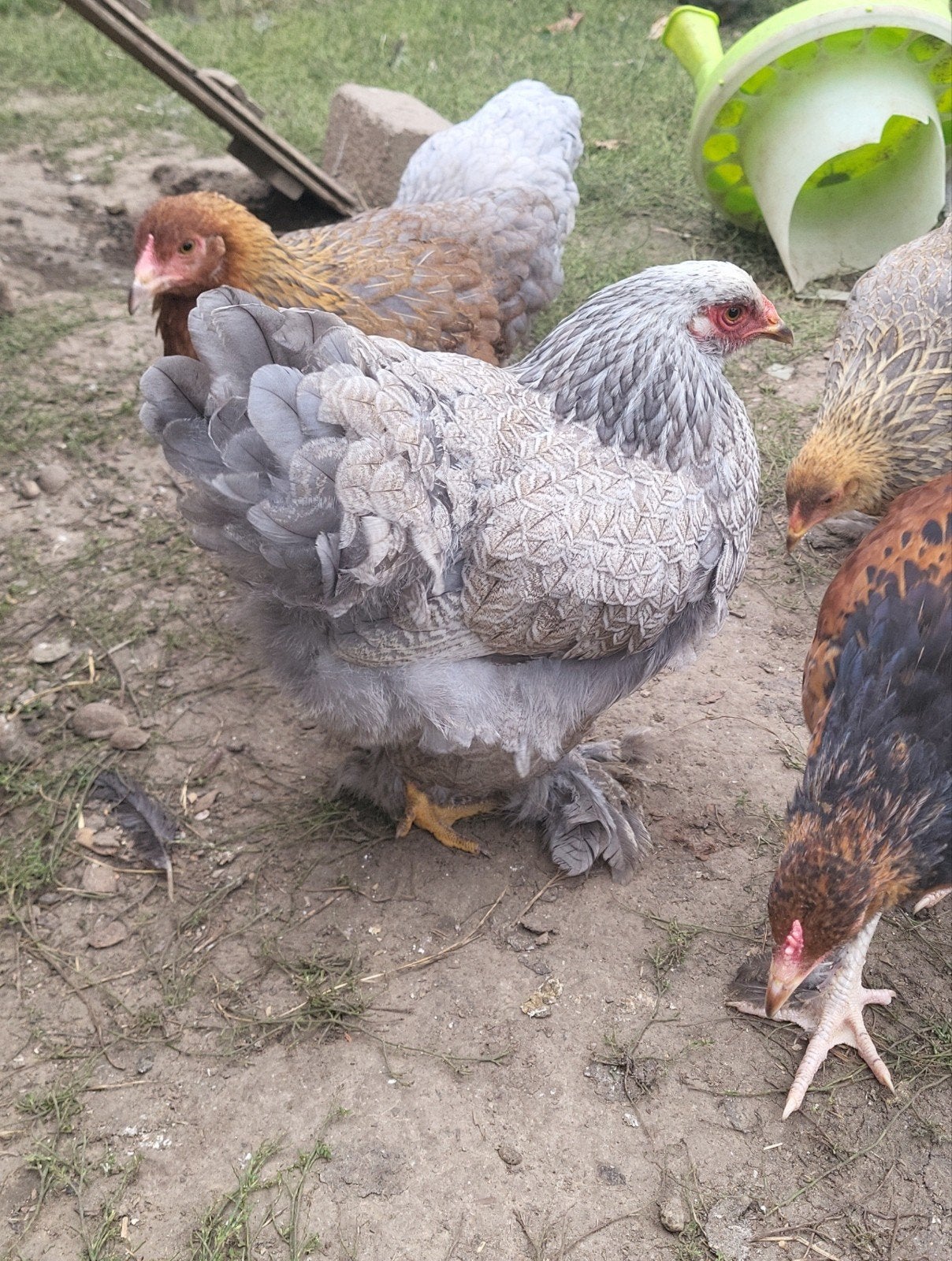 brahma naine, Animaux & Accessoires