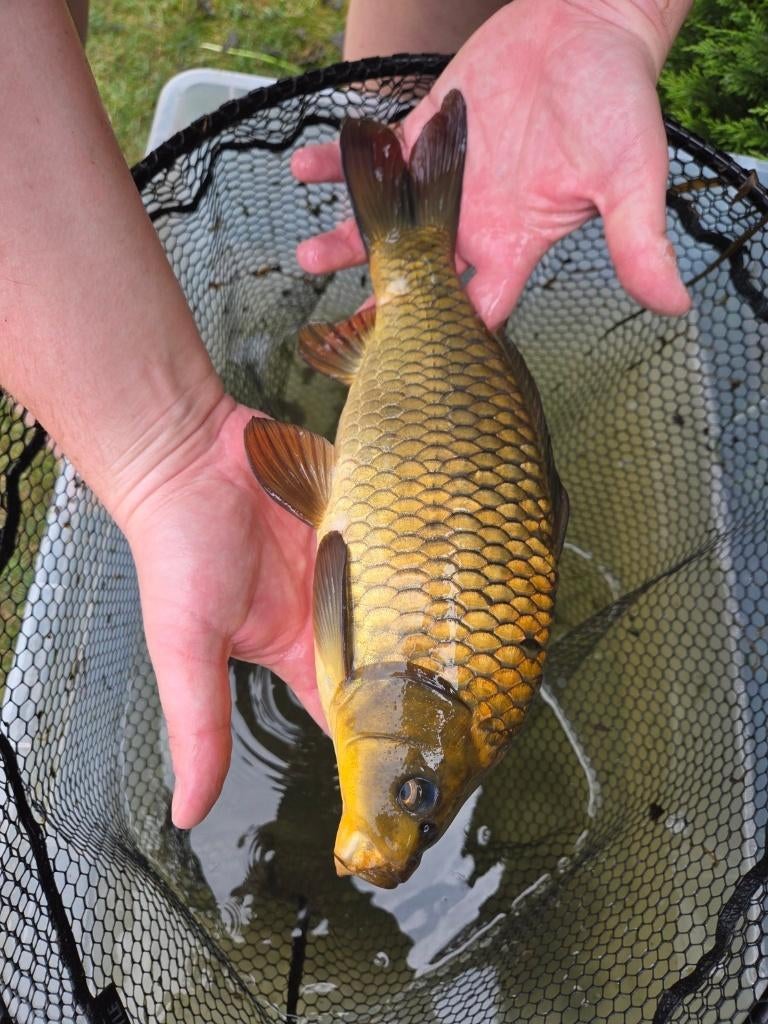 Koi 34 cm – eigen kweek, Carpe ou Koï