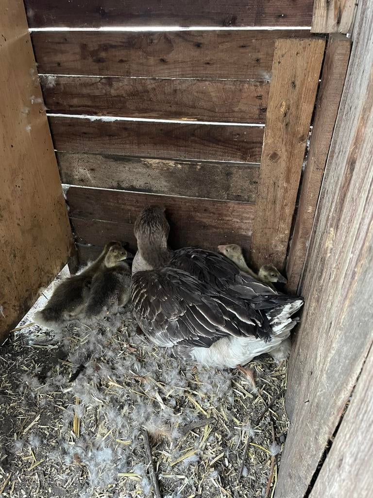 Gans met kleintjes