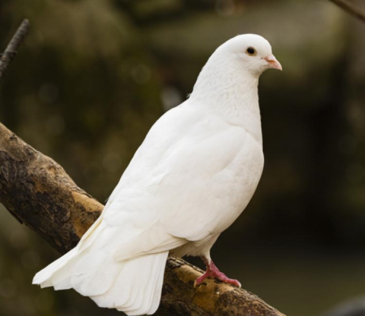 Sierduifjes te koop, Plusieurs animaux