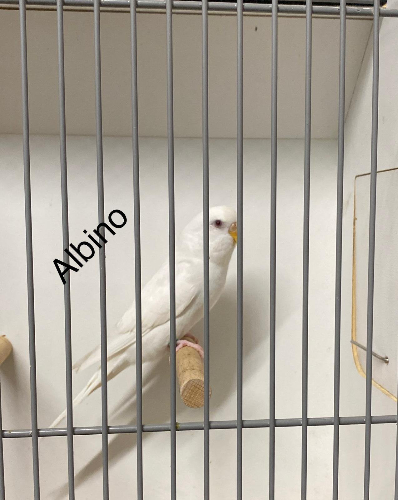 Grasparkiet albino pop 2026, Vrouwelijk, Parkiet, Geringd