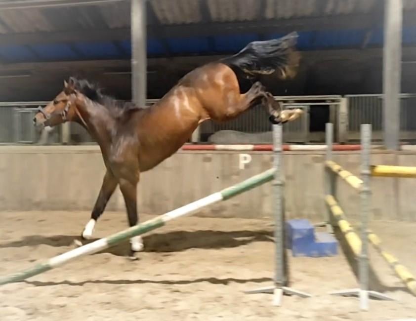 Prachtige grote 2 jarige springruin met veel potentie! ‼️, Dieren en Toebehoren, Paarden, Springpaard, Met stamboom, Ruin, Onbeleerd