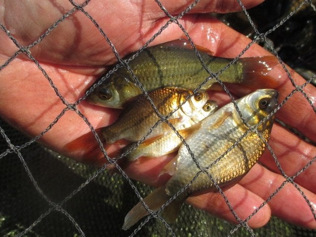 poisson rouge noir de 7 à 20 cm à partir de 1€/pièce, Animaux & Accessoires, Carpe ou Koï
