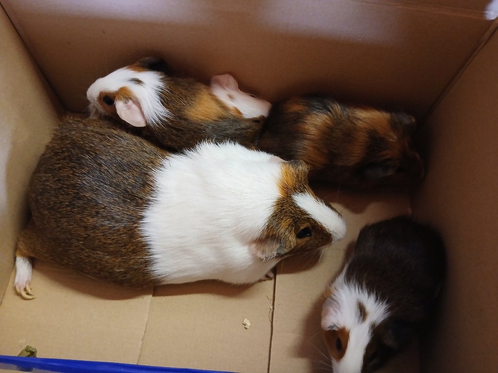 5 Jonge cavia beren, Dieren en Toebehoren, Knaagdieren, Juni, Mannelijk, Cavia