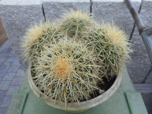 Planten, Overige soorten, Volle zon, Vaste plant, Ophalen of Verzenden