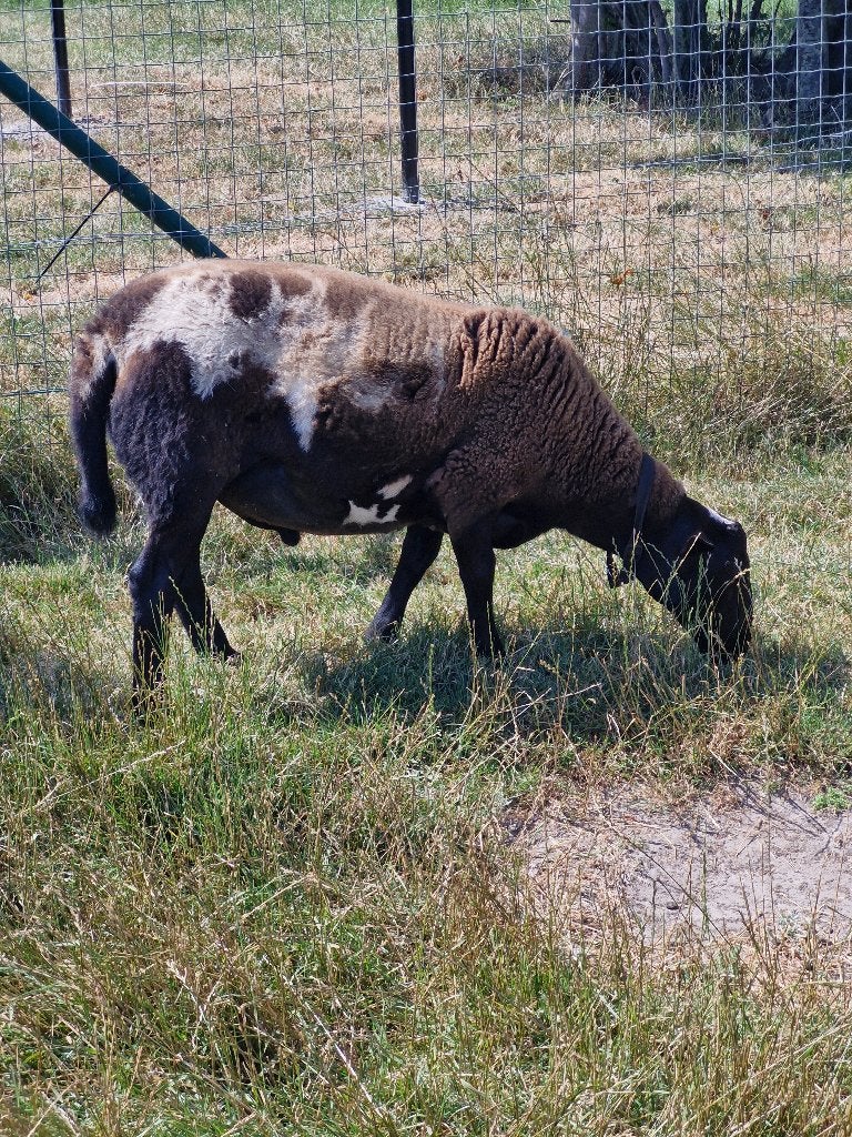 agneaux faciles à entretenir x dorper, Animaux & Accessoires, Moutons, Chèvres & Cochons, Mouton, Plusieurs animaux, 0 à 2 ans