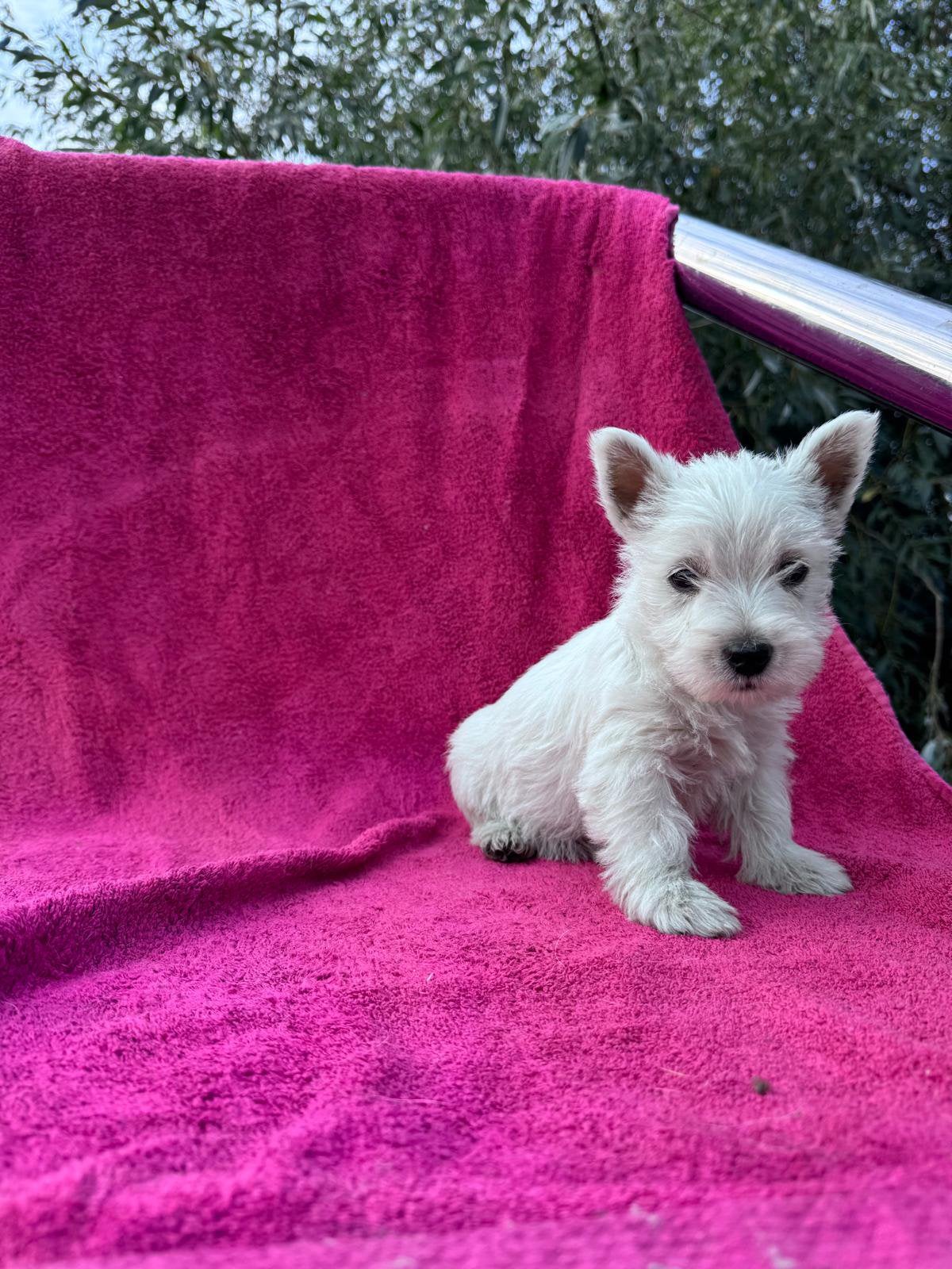 Westhighland white terrier pups/westie /westy/wit, België, Fokker | Hobbymatig, Overige rassen, CDV (hondenziekte)