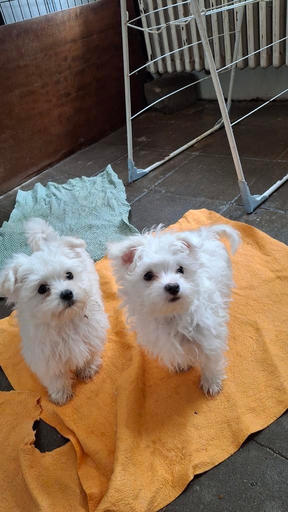 Lieve Maltezertjes, Dieren en Toebehoren, België, Maltezer, Particulier, Meerdere dieren
