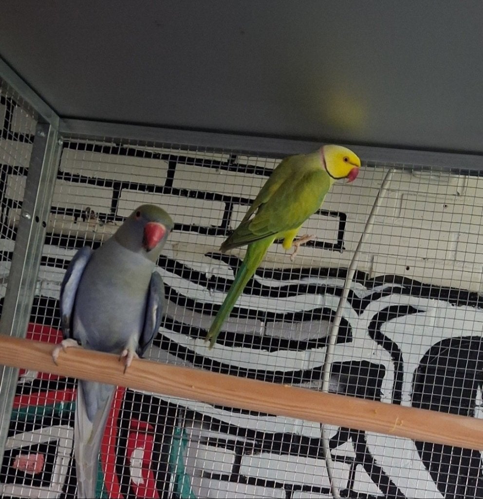 Bewezen koppel halsbandparkieten, Animaux & Accessoires, Oiseaux | Perruches & Perroquets, Perruche, Bagué