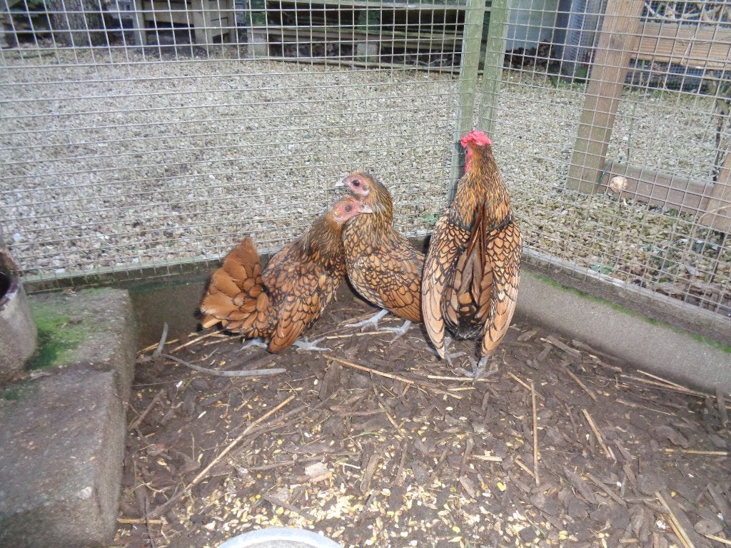 kippen : Sebright, Meerdere dieren, Kip