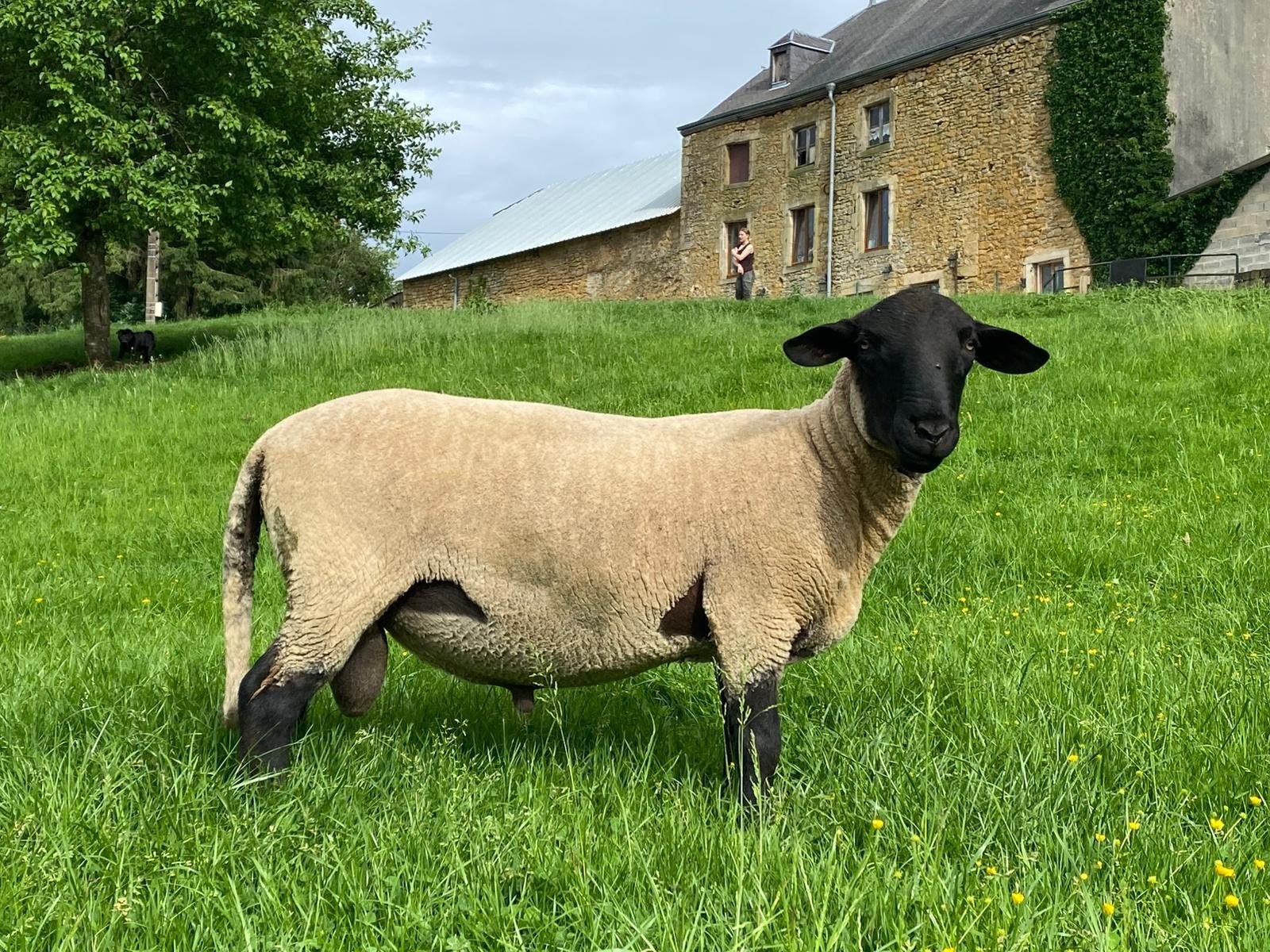 Agneaux Suffolke, Animaux & Accessoires, Moutons, Chèvres & Cochons