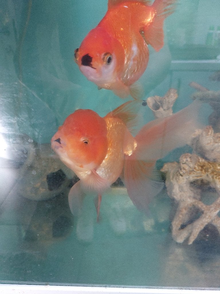 vissen, Poisson, Poisson d'eau douce