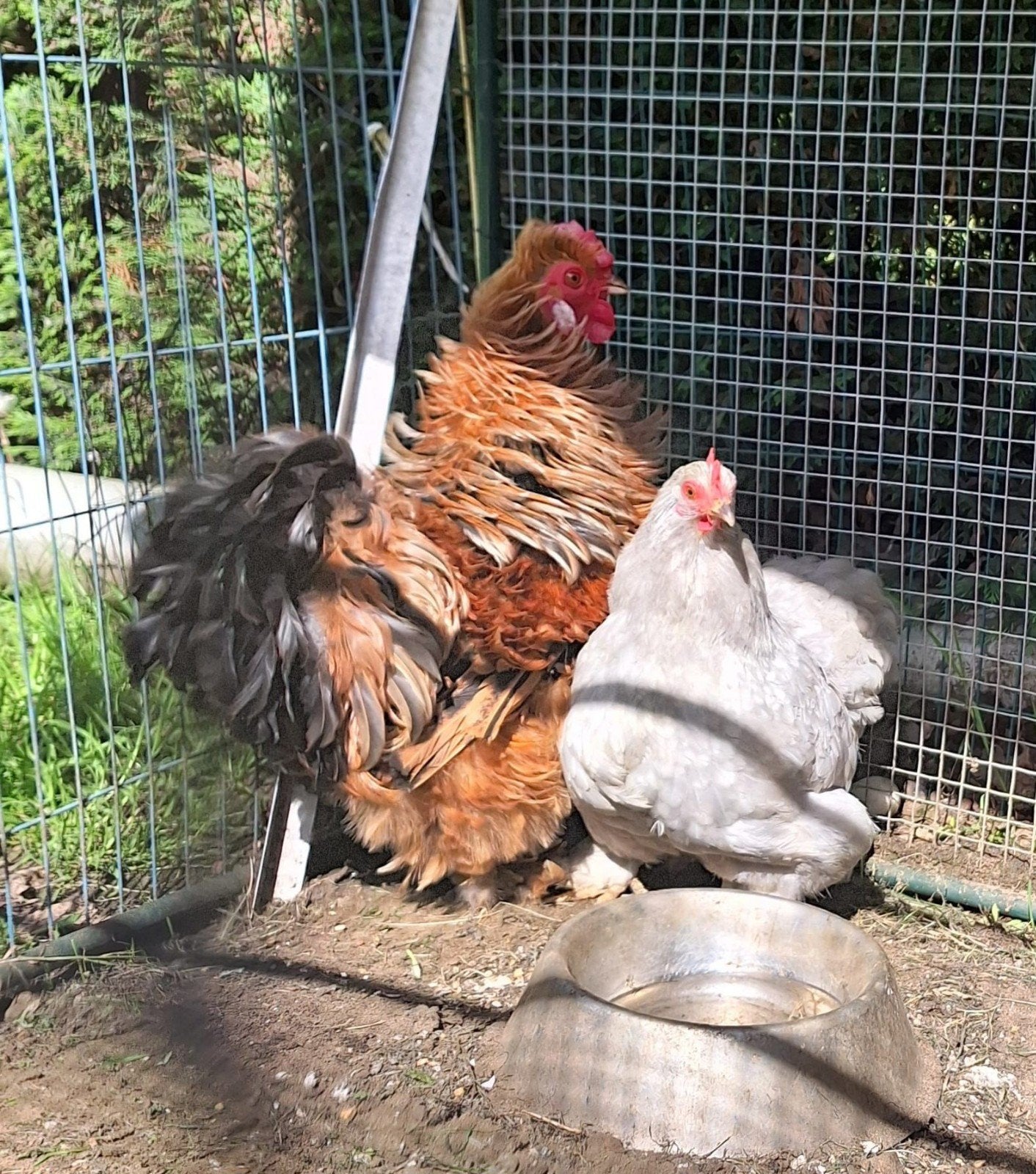 Cochin kriel koppel, Plusieurs animaux, Poule ou poulet