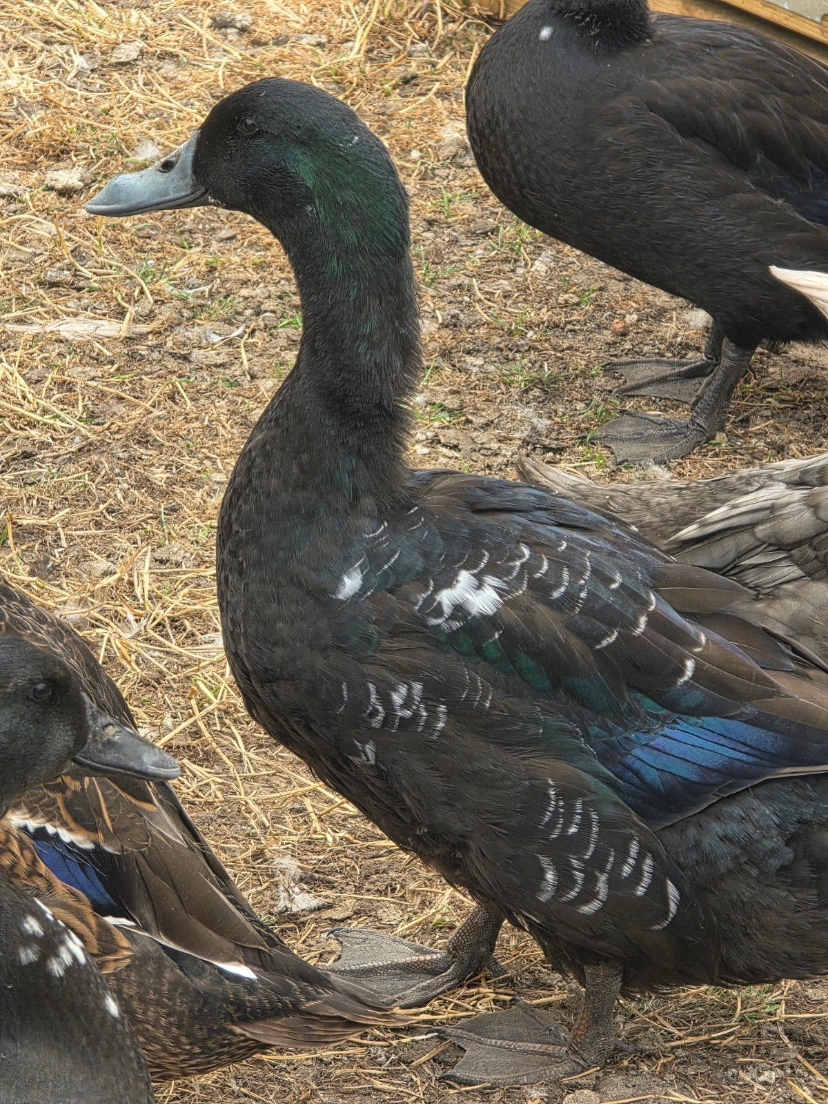 eend van vorst, Canard