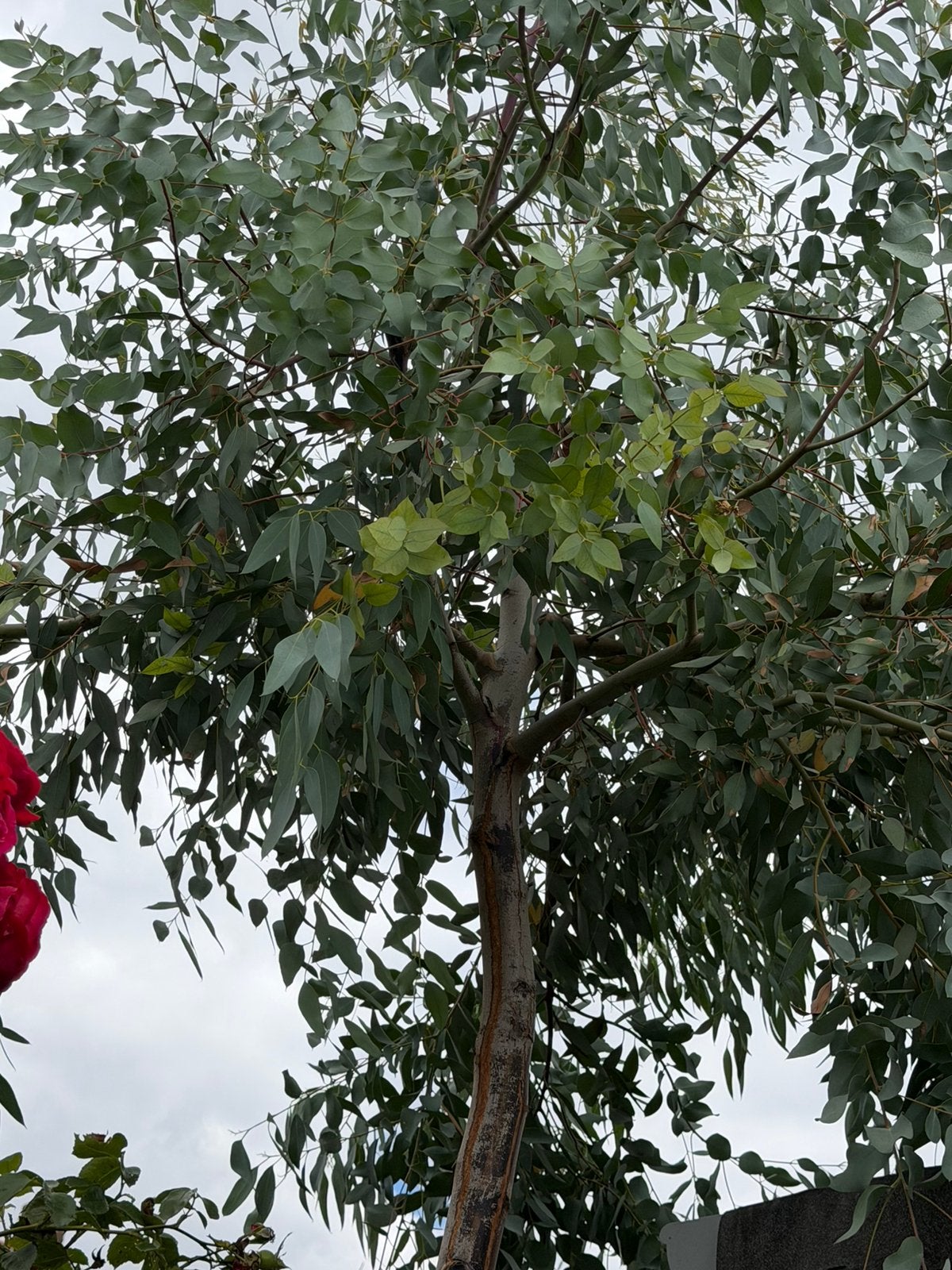 eucalyptusboom van 2 jaar oud GRATIS, Tuin en Terras, Planten | Bomen, Ophalen