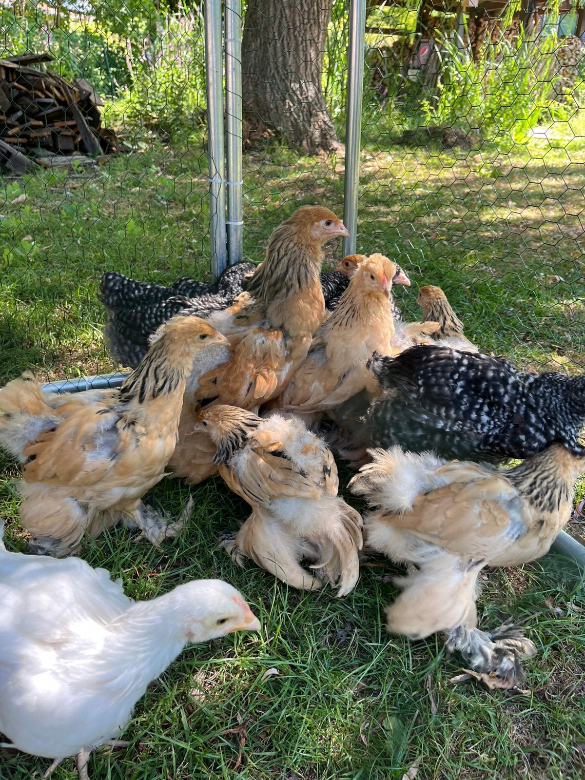 Brahma Colombia buff zwart, Dieren en Toebehoren, Pluimvee