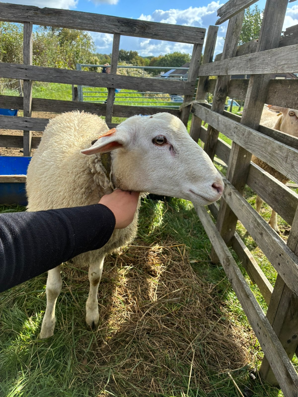 Te koop 5 schapen, Dieren en Toebehoren, Schaap