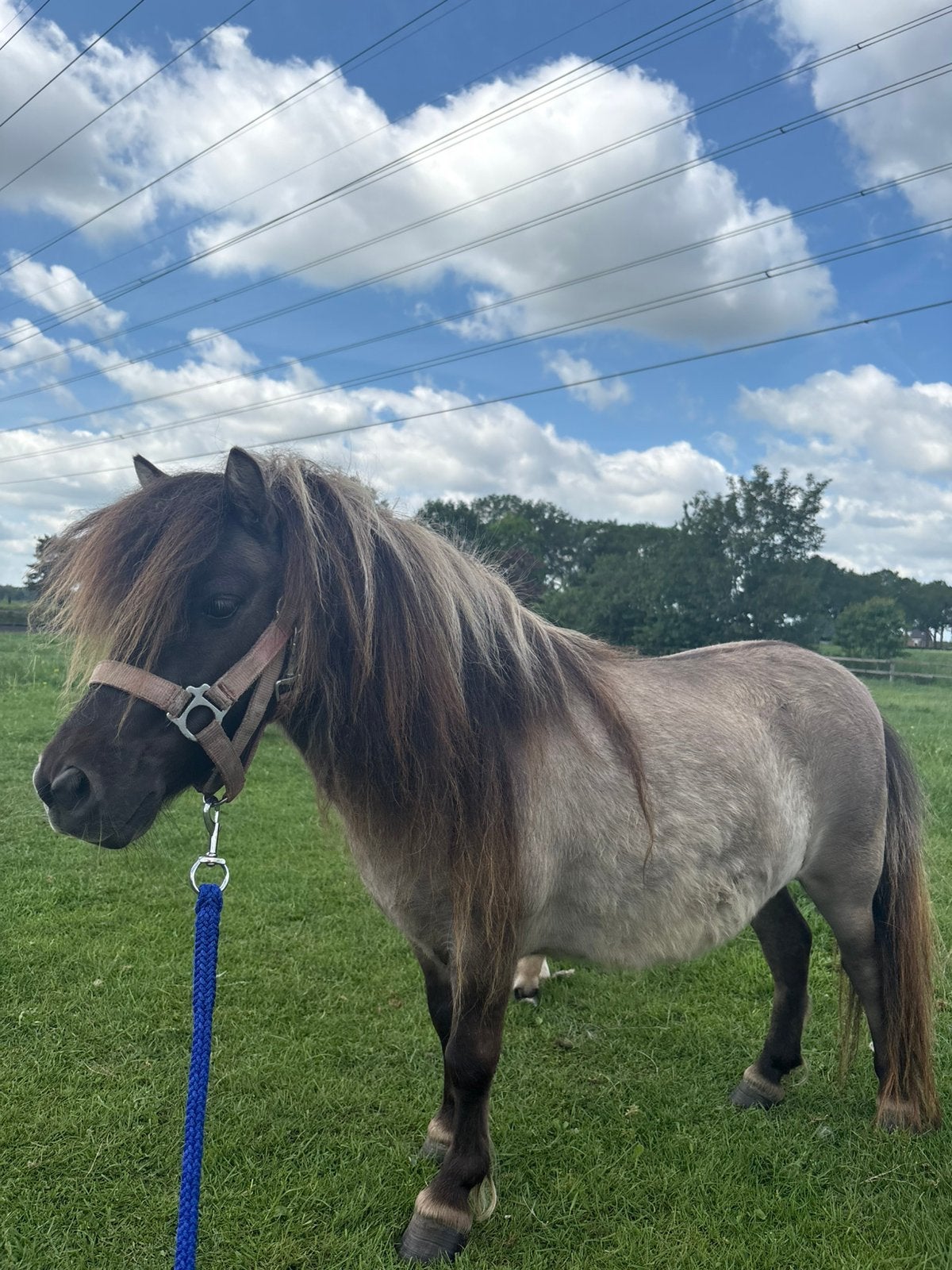 6 jarige shetlander wildkleur merrie (Drenthe, NL), Dieren en Toebehoren, Merrie, 3 tot 6 jaar