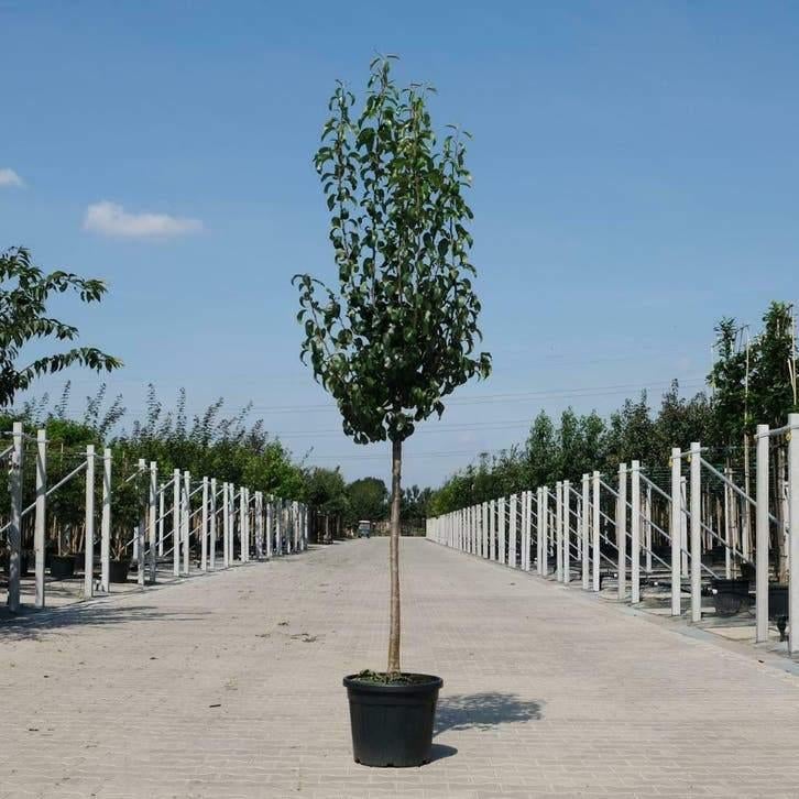 Perenbomen Ruim Op Voorraad bij BETUWEBOMEN, Tuin en Terras, Ophalen of Verzenden