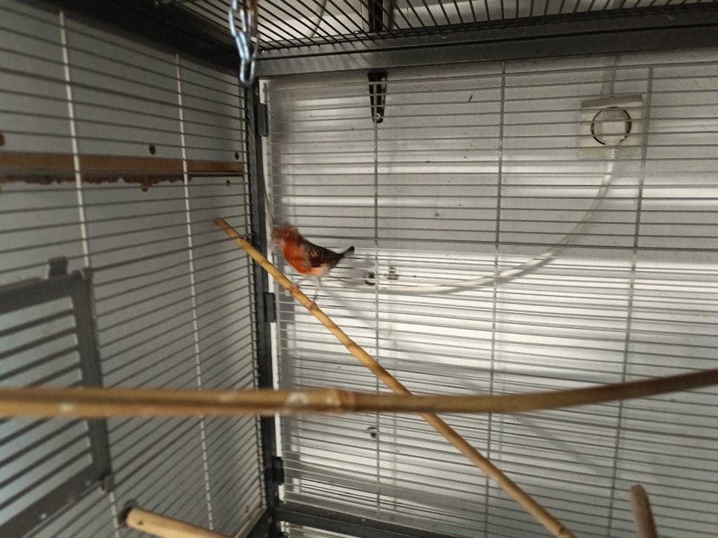 Harlekijn kanaries, Dieren en Toebehoren, Mannelijk, Kleurkanarie