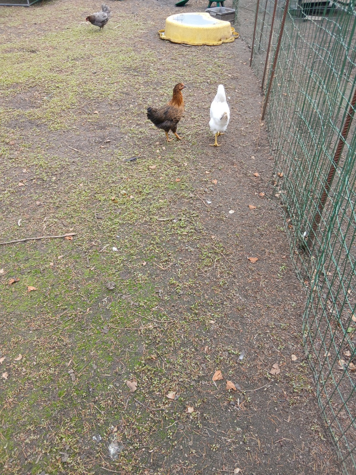 Legkippen, Dieren en Toebehoren, Pluimvee