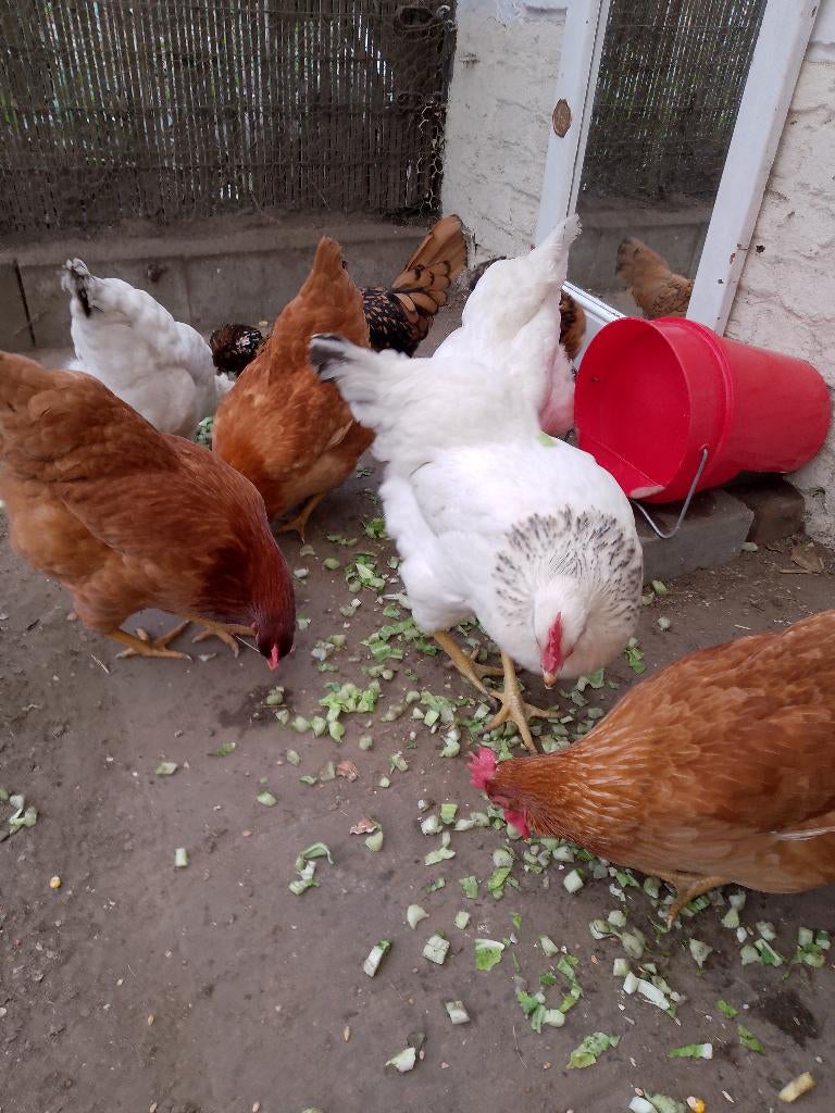 oeufs frais du jour à 1082 Bruxelles 6 à 2.5€ ou 12 oeufs 4€, Divers, Enlèvement