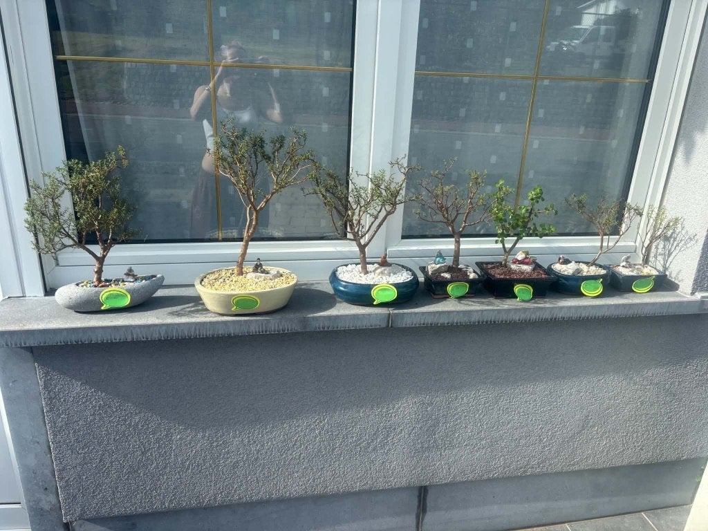Bonsai, Tuin en Terras, Volle zon, Vaste plant, Zomer, Ophalen