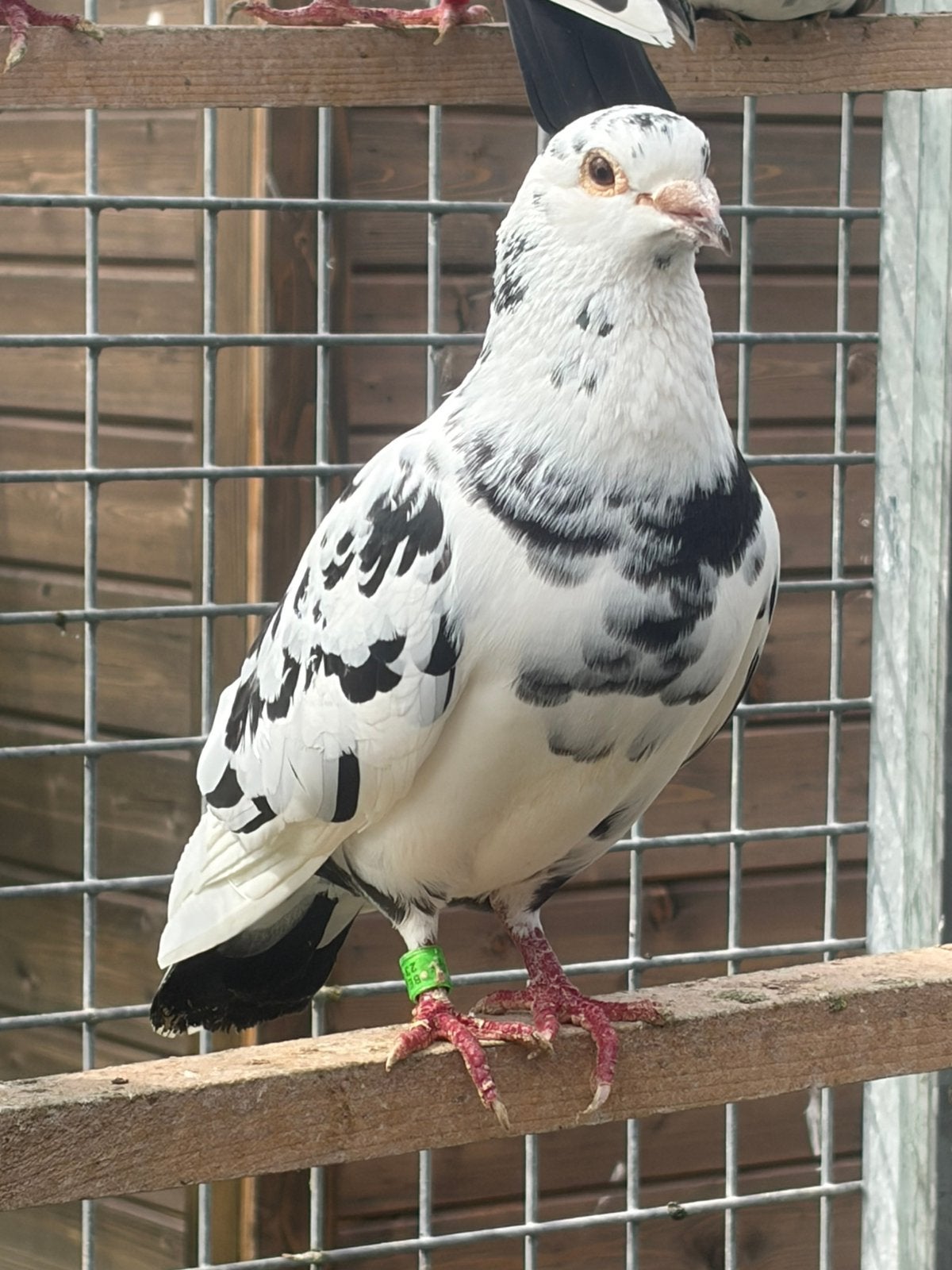 Postduiven, Dieren en Toebehoren, Mannelijk, Postduif