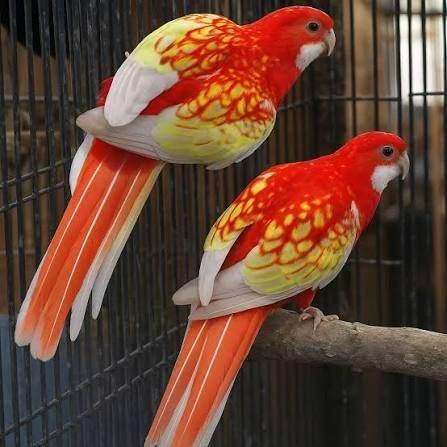 Twee Red Rubino rosella’s te koop, Geslacht onbekend, Papegaai, Geringd