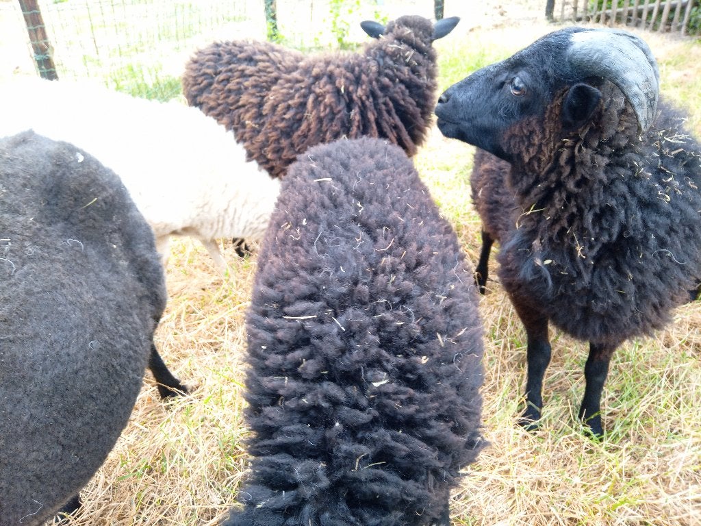 ouessant lammeren: rammetjes, Mâle, Mouton, 0 à 2 ans
