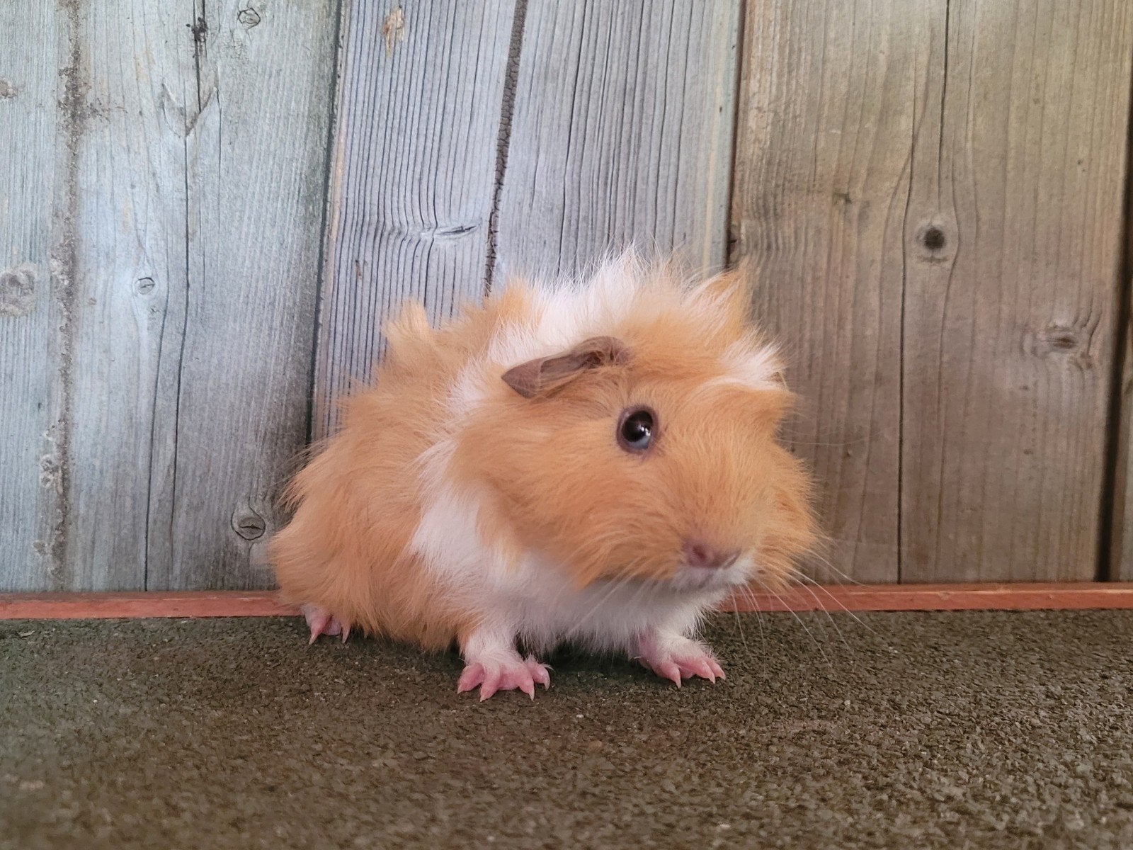 Cavia beertjes, Dieren en Toebehoren, April, Cavia
