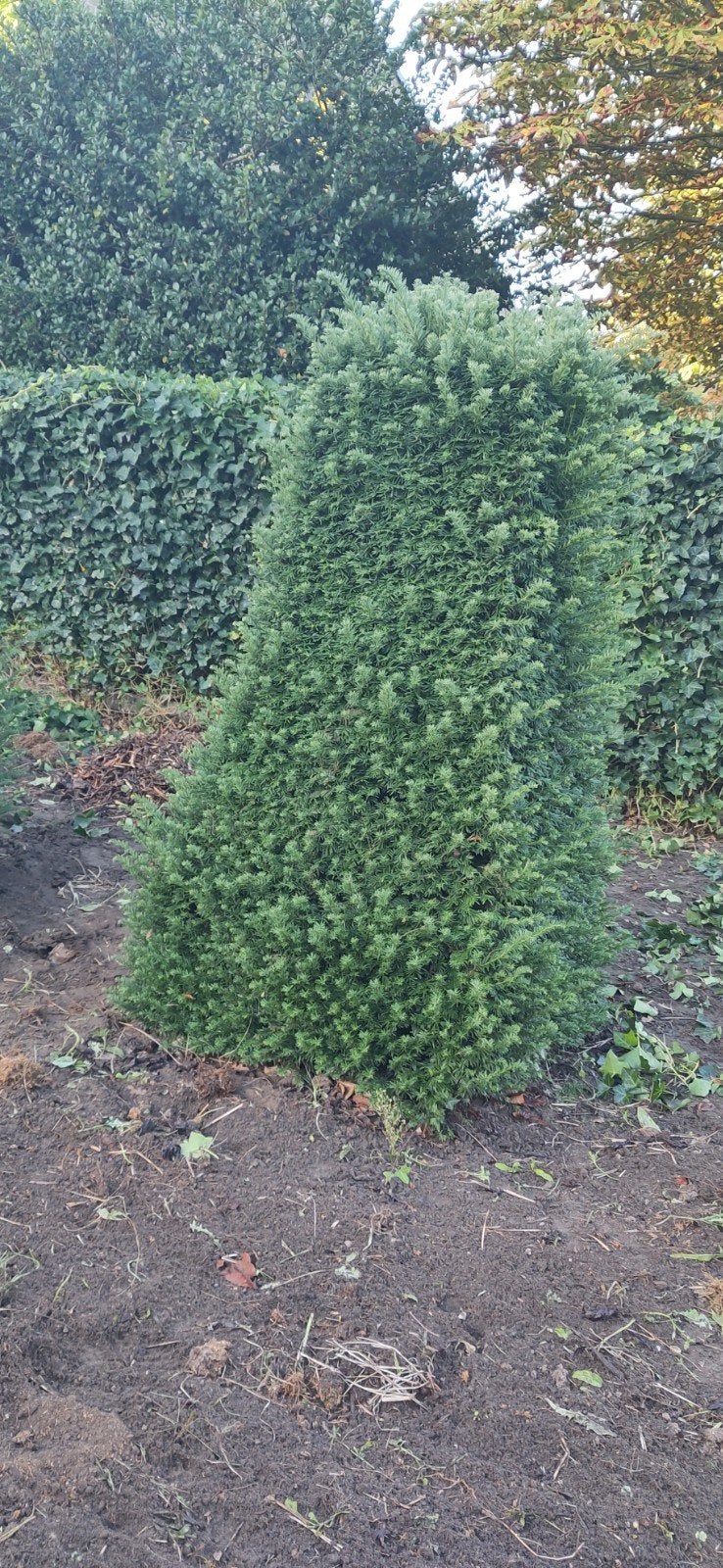 taxus in vorm geschoren, Ophalen, Taxus, Struik, 100 tot 250 cm