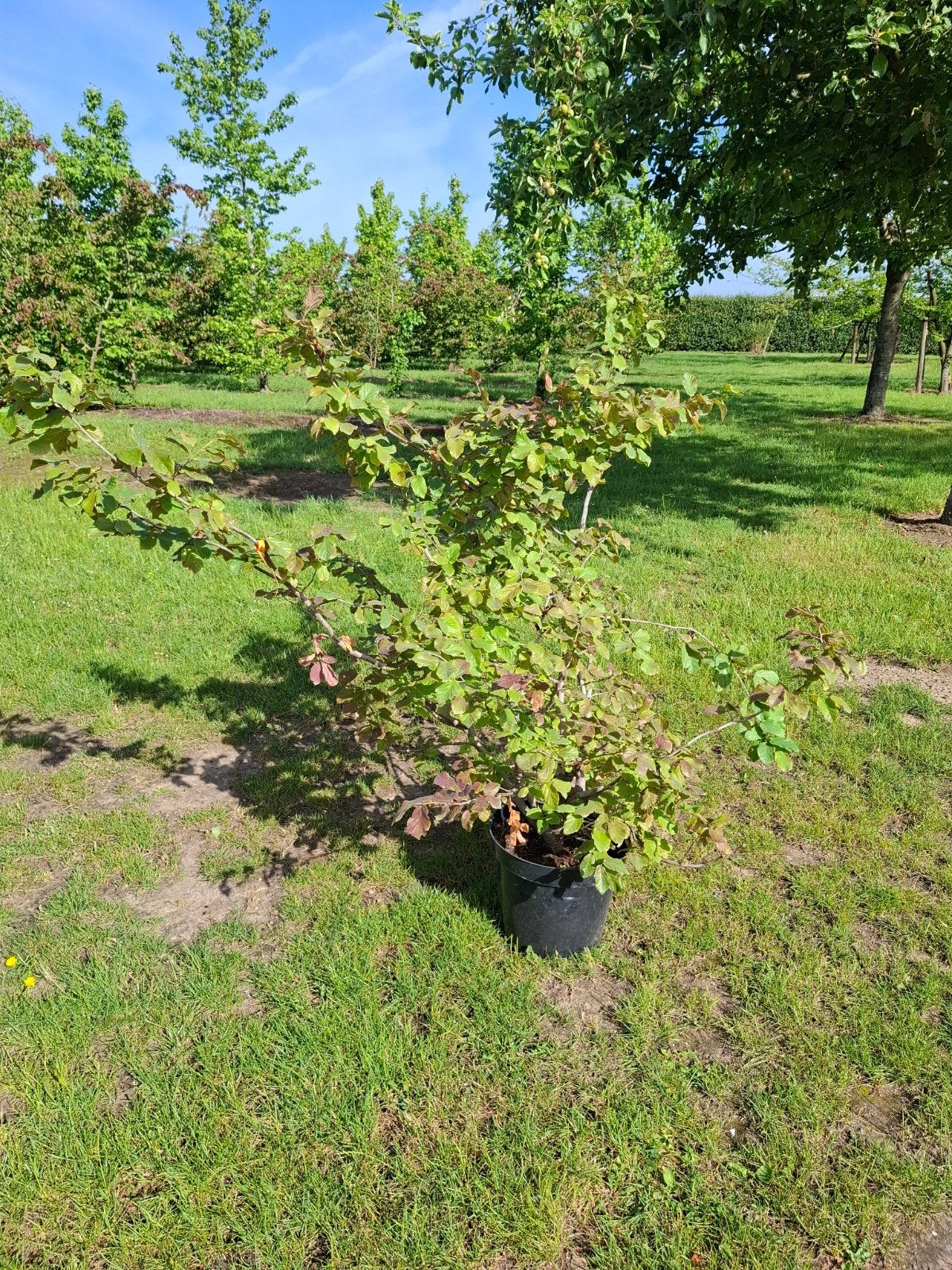 Parrotia, Tuin en Terras, Planten | Struiken en Hagen, Ophalen
