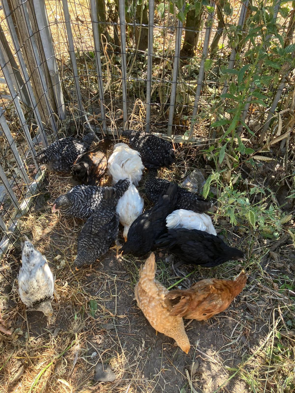 Kuikens, Dieren en Toebehoren