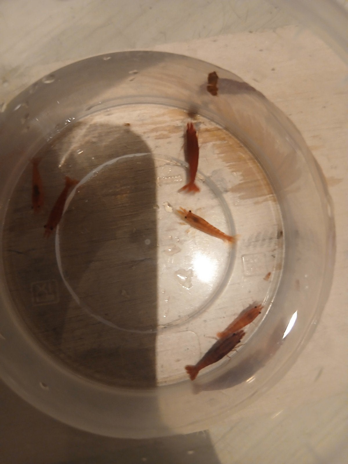 Rode Neocardina garnalen., Dieren en Toebehoren, Kreeft, Krab of Garnaal, Zoetwatervis, Schoolvis
