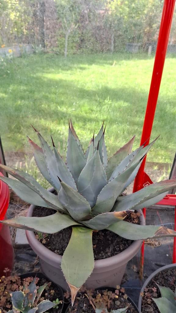 Grote agave parryi, Ophalen