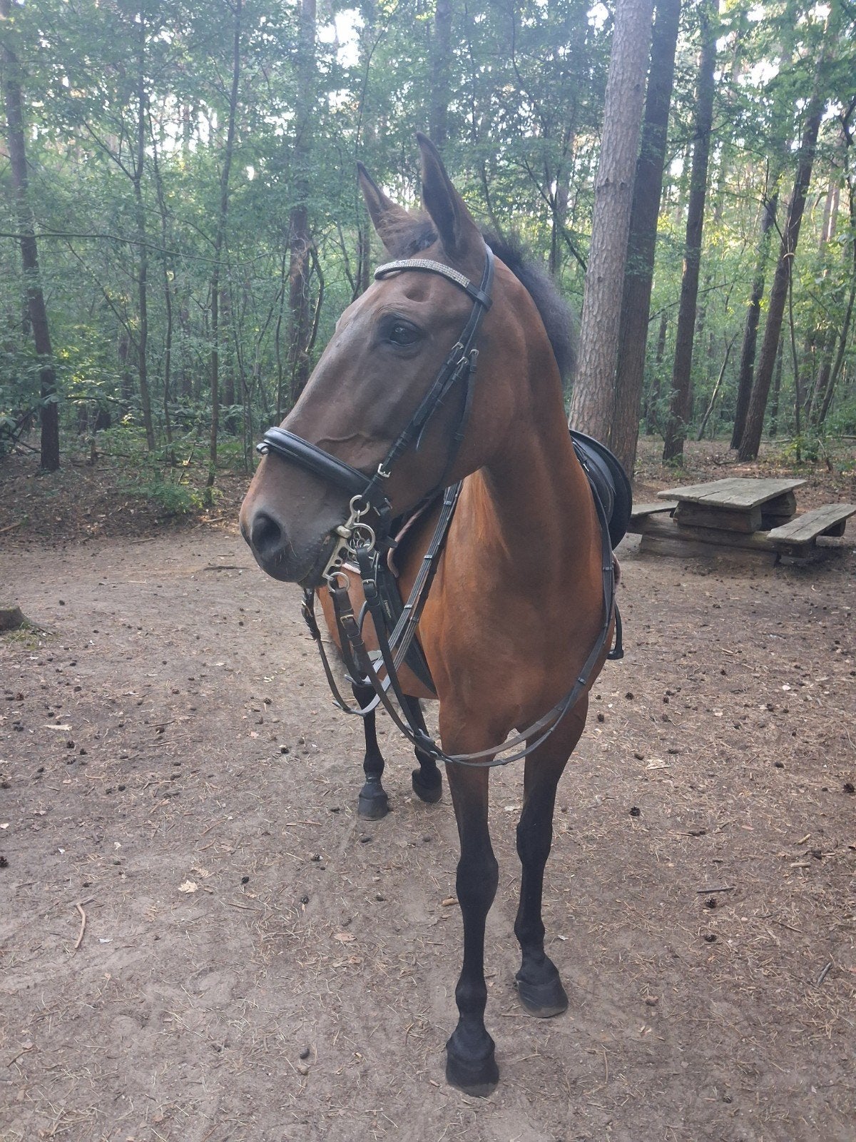 verzorg paard aangeboden, 11 ans ou plus, Débourré, Moins de 160 cm, Cheval de saut