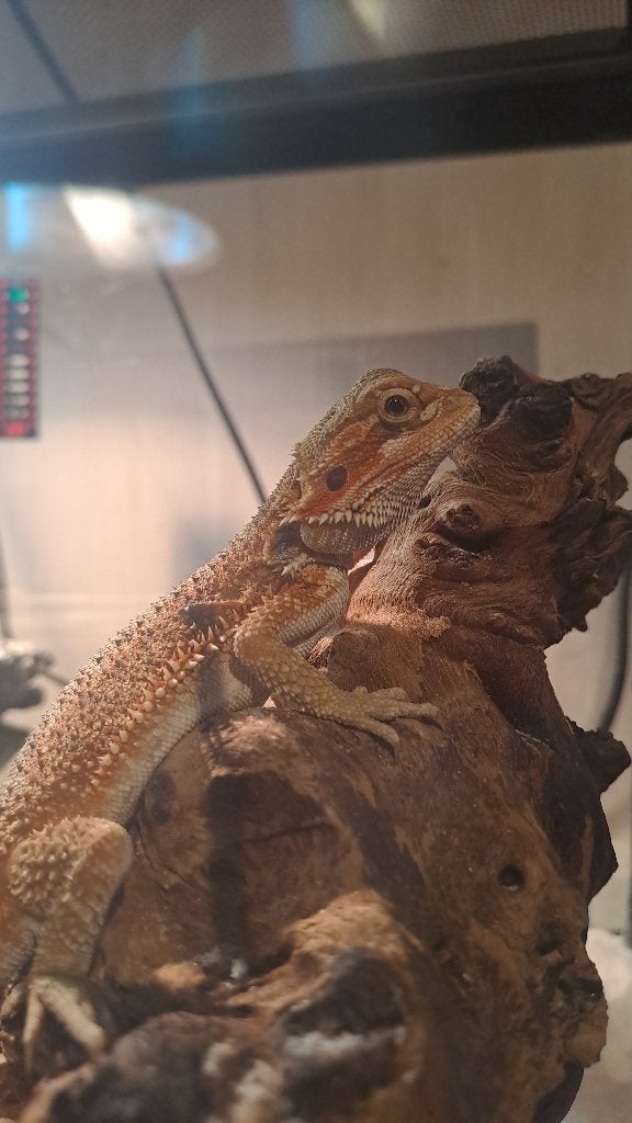 Baardgaam 5 maand oud, Dieren en Toebehoren, Overige soorten, Met terrarium, 0 tot 2 jaar