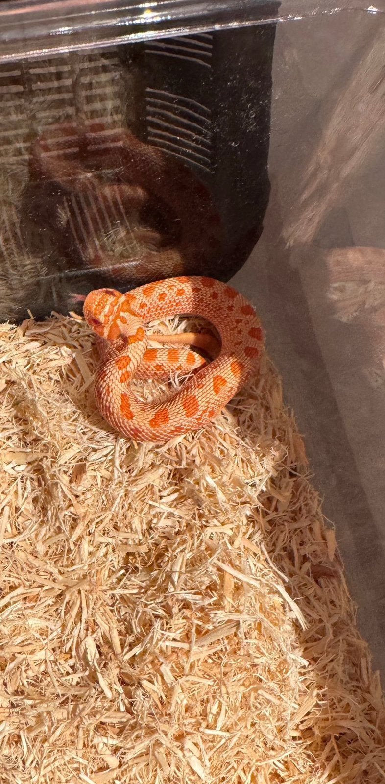 Albino Conda Haakneus slang, Dieren en Toebehoren, Slang