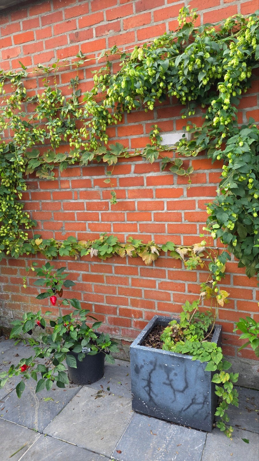 Hop plant met pot (Cascade), Jardin & Terrasse, Enlèvement