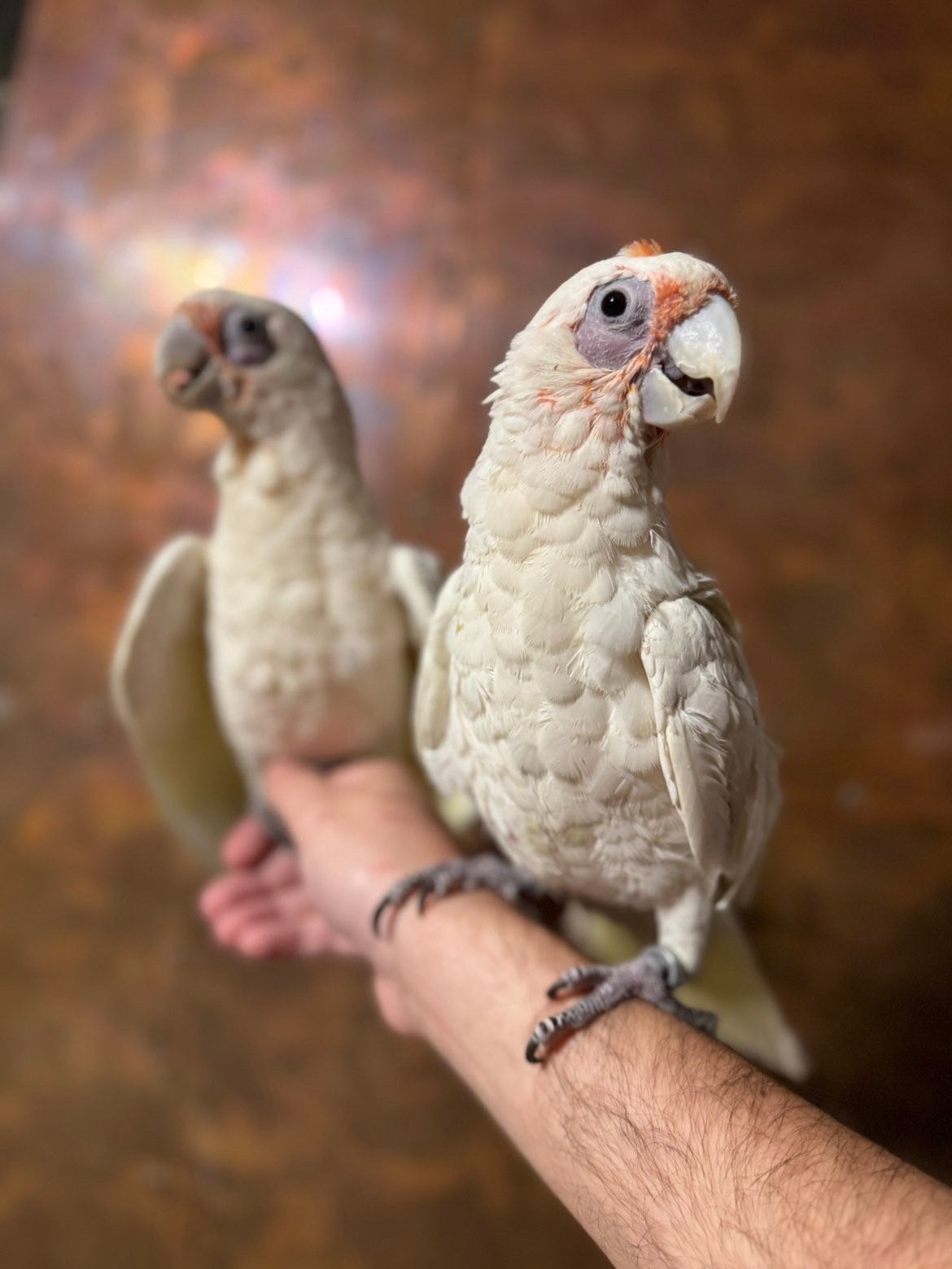 Koppel naaktoogkaketoe’s getest op alle ziektes, Animaux & Accessoires, Oiseaux | Perruches & Perroquets, Plusieurs animaux, Perroquet