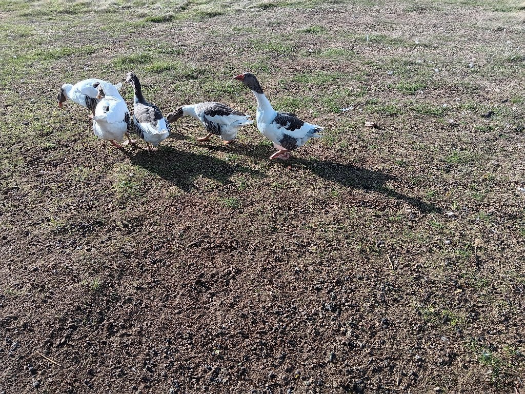 vlaamse ganzen, Dieren en Toebehoren, Gans of Zwaan