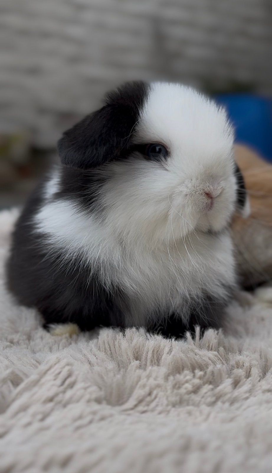 Lapin mini lop, Dieren en Toebehoren, Ophalen, Konijn