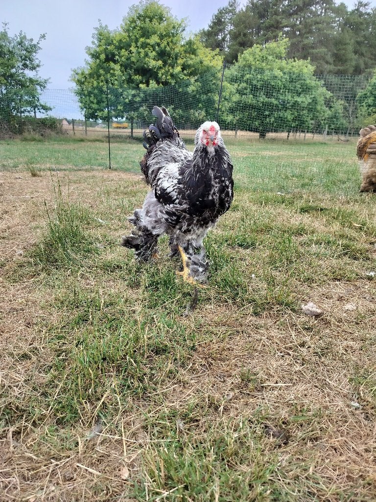 Brahma haan, Dieren en Toebehoren, Pluimvee