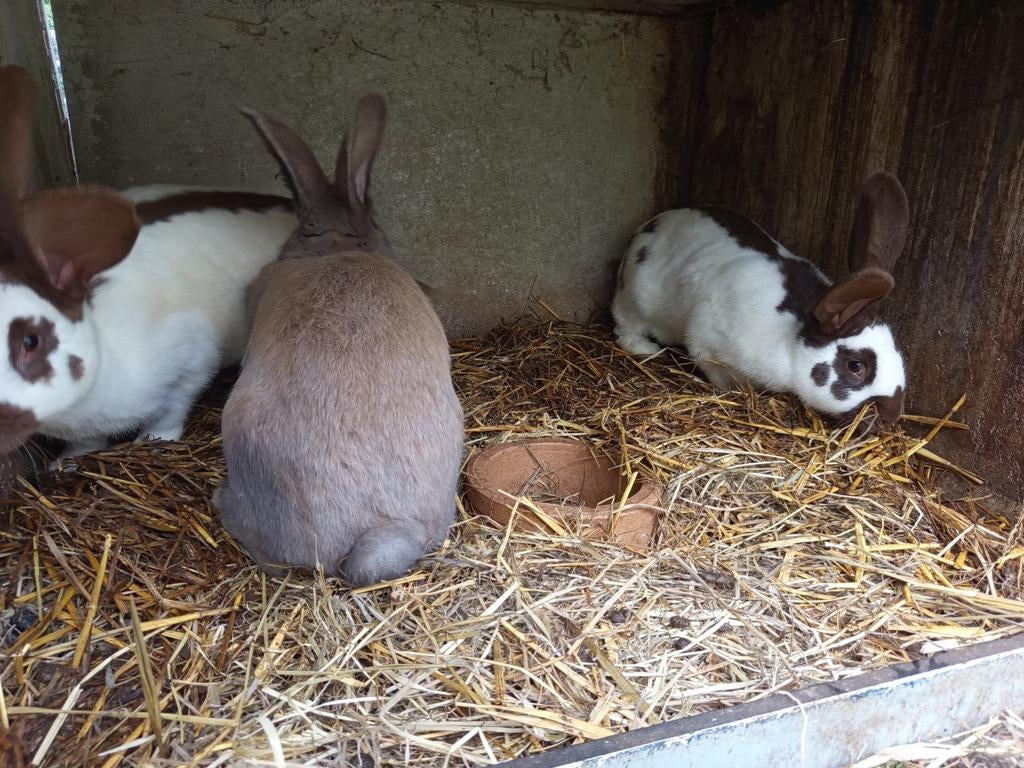 Vlinder konijnen te koop, Dieren en Toebehoren, Februari, Meerdere dieren