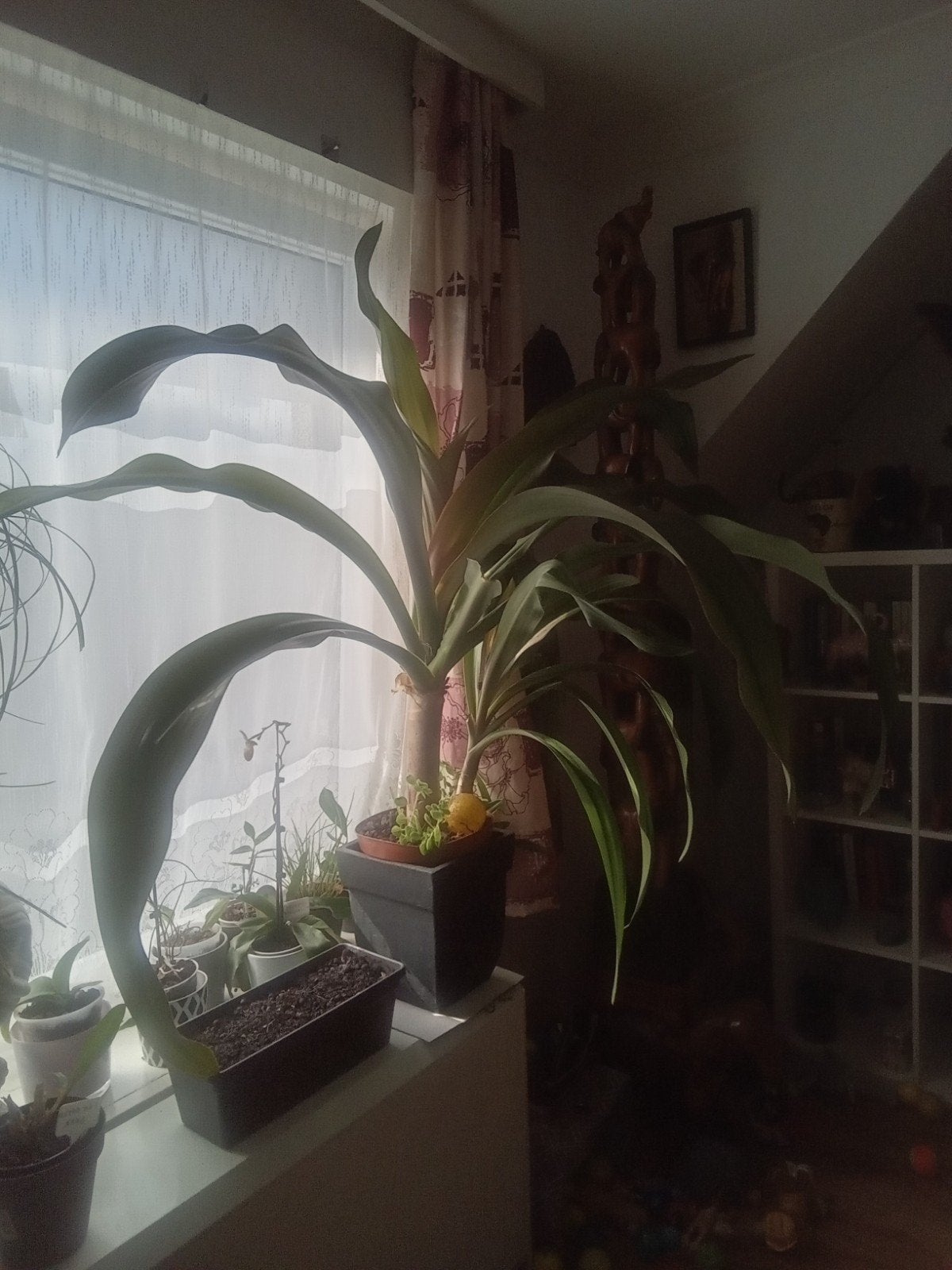 Plante d'interieur plus de 1 metre, Maison & Meubles, Plantes d'intérieur, Enlèvement