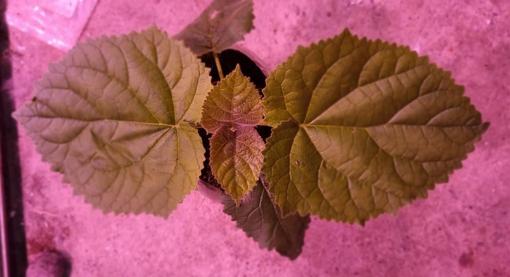Paulownia Elongata, Enlèvement ou Envoi, Plein soleil